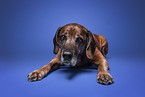 Bayerischer-Gebirgsschweihund-Golden-Retriver-Mischling