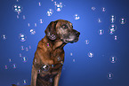 Bayerischer-Gebirgsschweihund-Golden-Retriver-Mischling