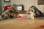 Hunde fressen Spaghetti