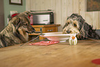 Hunde fressen Spaghetti