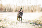 Mischling
