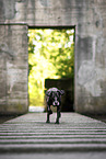 Mischling