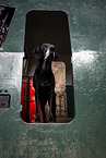 Mischling