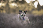 Mischling