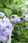 Whippet