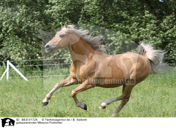 galoppierender Missouri Foxtrotter / galloping Missouri Foxtrotter / BES-01728