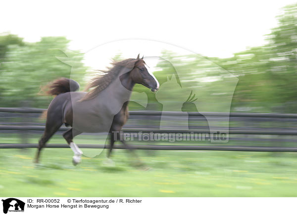 Morgan Horse Hengst in Bewegung / RR-00052