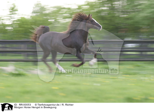 Morgan Horse Hengst in Bewegung / RR-00053