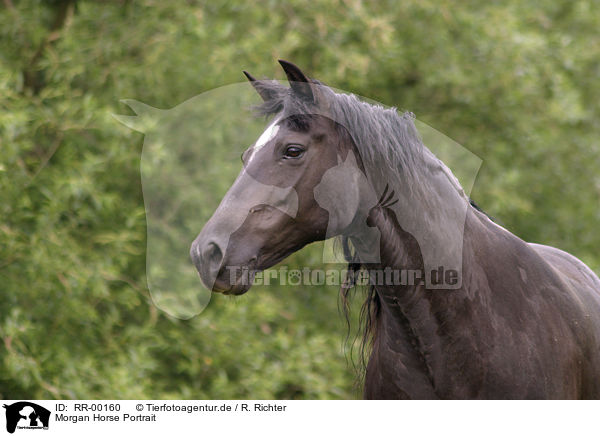 Morgan Horse Portrait / RR-00160