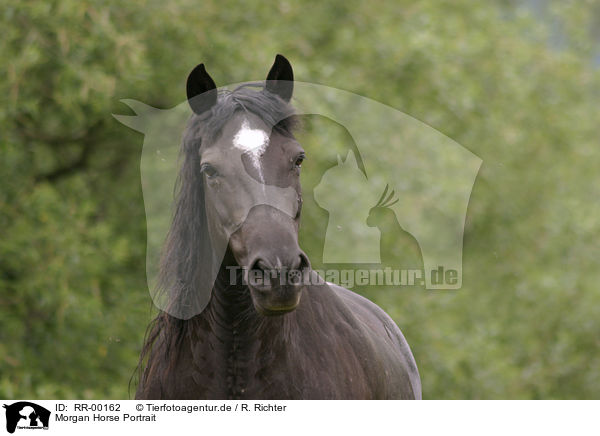 Morgan Horse Portrait / RR-00162