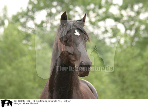 Morgan Horse Portrait / Morgan Horse Portrait / RR-00166