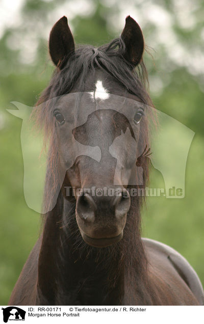Morgan Horse Portrait / RR-00171