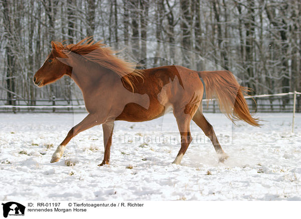 rennendes Morgan Horse / running horse / RR-01197
