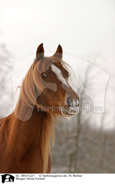 Morgan Horse Portrait / Morgan Horse Portrait / RR-01221