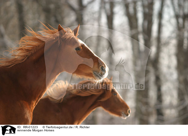 rennende Morgan Horses / RR-01223