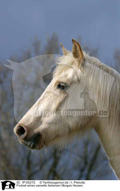 Portrait eines cremello farbenen Morgan Horses / IP-00272