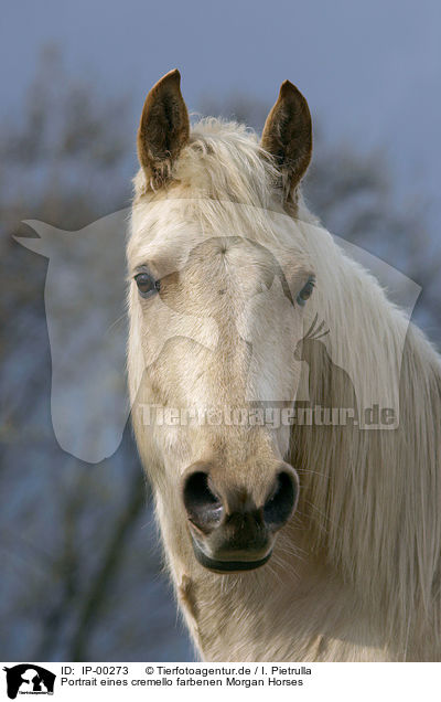 Portrait eines cremello farbenen Morgan Horses / IP-00273