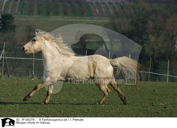 Morgan Horse im Galopp / running Morgan Horse / IP-00278