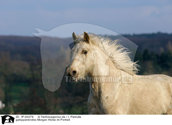 galoppierendes Morgan Horse im Portrait / Morgan Horse / IP-00279