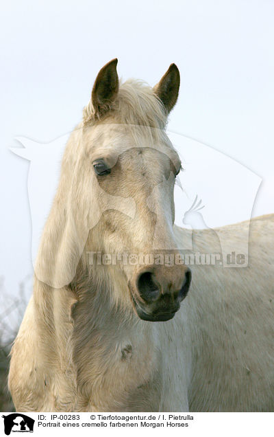 Portrait eines cremello farbenen Morgan Horses / IP-00283