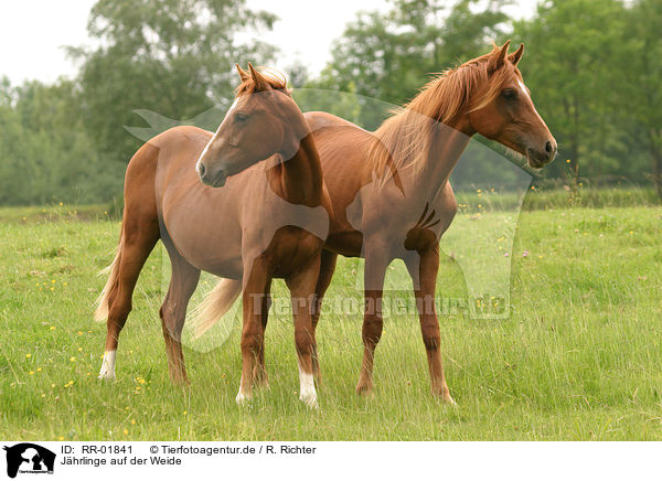 Jhrlinge auf der Weide / youngsters / RR-01841