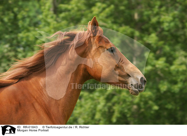 Morgan Horse Portrait / Morgan Horse Portrait / RR-01843