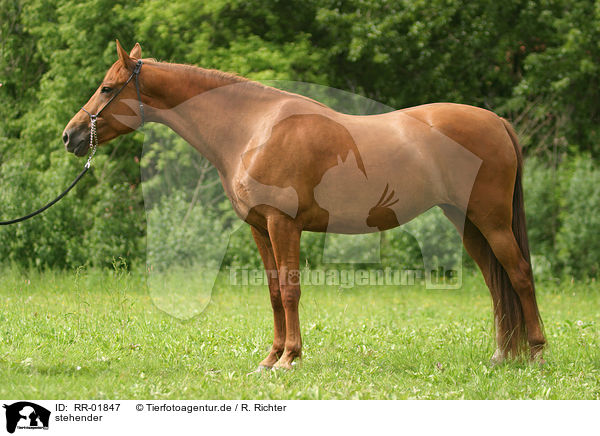 stehender / standing Morgan Horse / RR-01847
