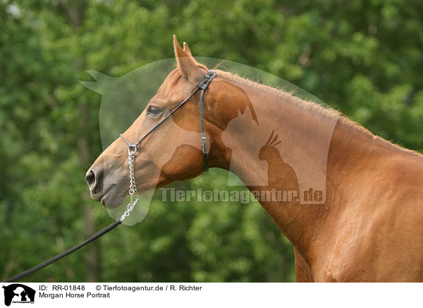 Morgan Horse Portrait / RR-01848