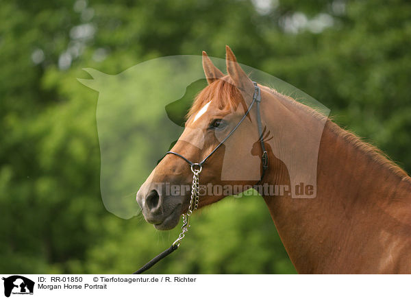 Morgan Horse Portrait / RR-01850