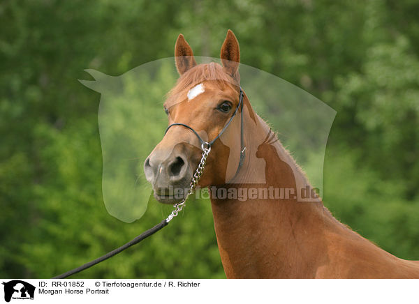 Morgan Horse Portrait / RR-01852
