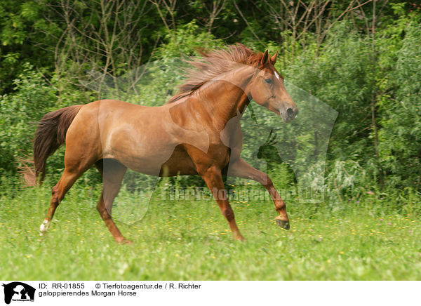 galoppierendes Morgan Horse / running horse / RR-01855