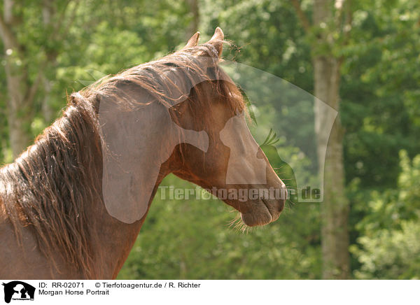 Morgan Horse Portrait / Morgan Horse Portrait / RR-02071