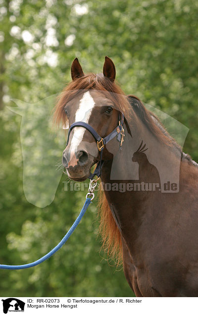 Morgan Horse Hengst / RR-02073