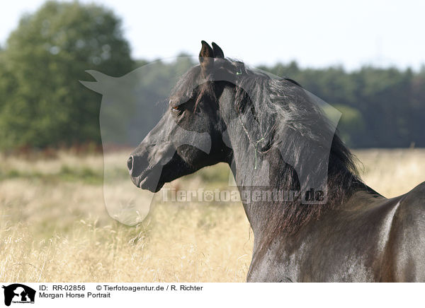 Morgan Horse Portrait / RR-02856