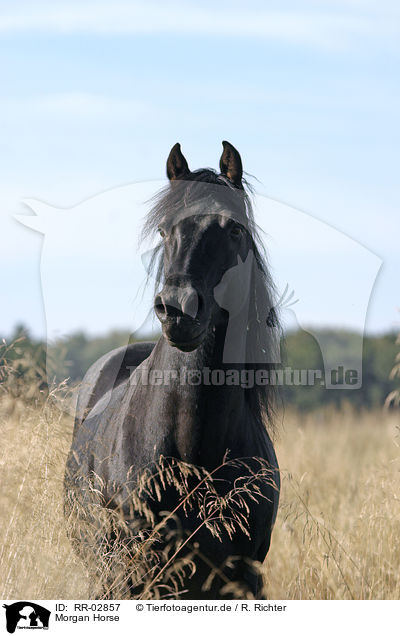 Morgan Horse / Morgan Horse / RR-02857