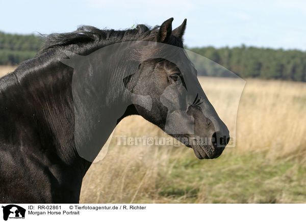 Morgan Horse Portrait / Morgan Horse Portrait / RR-02861