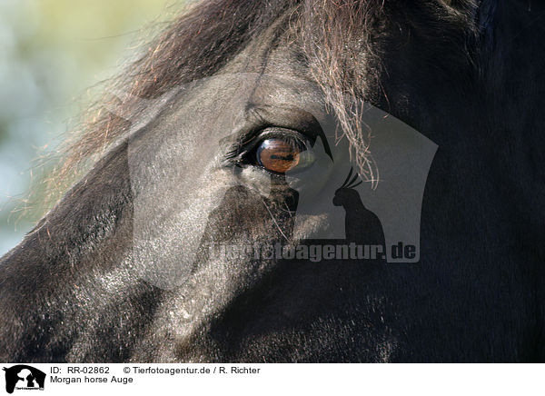 Morgan horse Auge / RR-02862