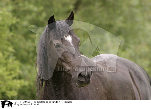 Morgan Horse Portrait / RR-00158