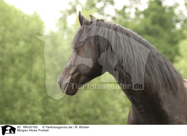 Morgan Horse Portrait / Morgan Horse Portrait / RR-00165