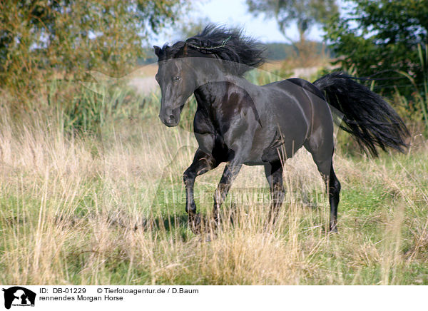 rennendes Morgan Horse / DB-01229