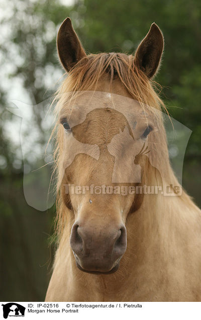 Morgan Horse Portrait / Morgan Horse Portrait / IP-02516