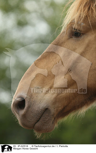 Morgan Horse Gesicht / Morgan Horse face / IP-02518