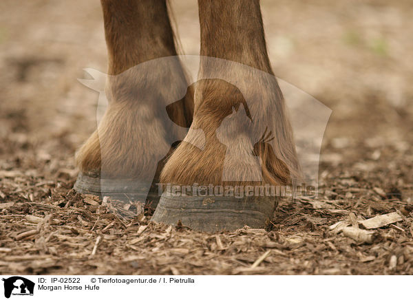 Morgan Horse Hufe / Morgan Horse hoofs / IP-02522