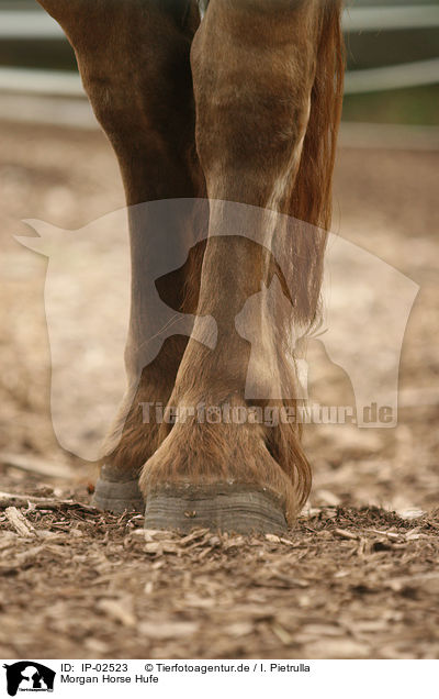 Morgan Horse Hufe / Morgan Horse hoofs / IP-02523