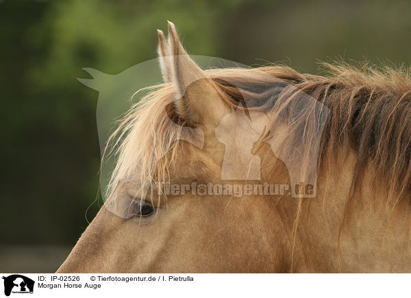 Morgan Horse Auge / IP-02526
