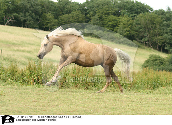 galoppierendes Morgan Horse / IP-03791