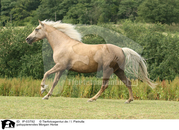 galoppierendes Morgan Horse / galloping Morgan horse / IP-03792