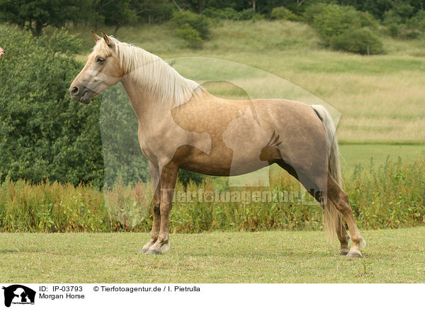Morgan Horse / Morgan horse / IP-03793