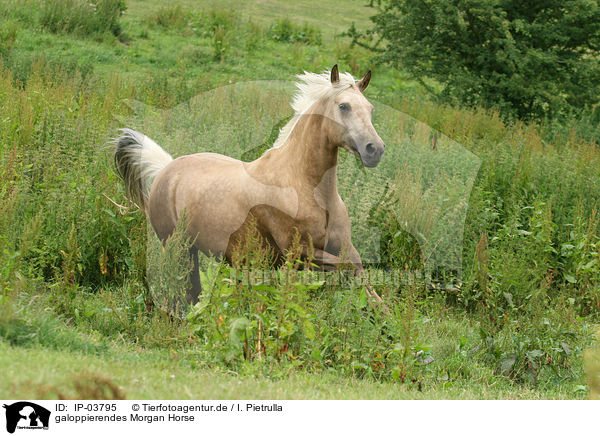 galoppierendes Morgan Horse / IP-03795