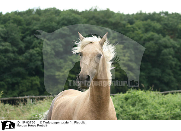 Morgan Horse Portrait / Morgan horse portrait / IP-03796